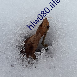 hlw080.iife官方