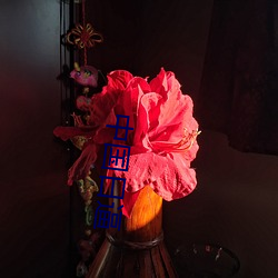 中国日(日)逼