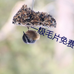 一(yī)级毛片免费观看