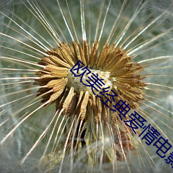 欧(歐)美经典(典)爱情(情)电影