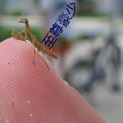 至尊豪少