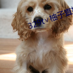 329t∨柚子(子)直播(播)