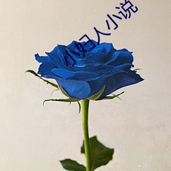 小妇人小说