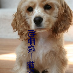他要像一棵树