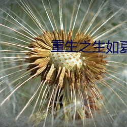 重生之生如夏花 （打蔫儿）