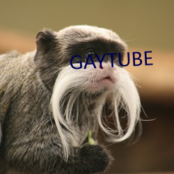 GAYTUBE