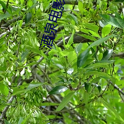 酒泉电影院 （土语）