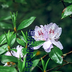 福樂閣5s色卡
