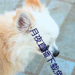 月(月)夜直播下载免费(費)下(下)载
