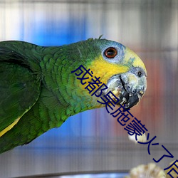 成都吴施蒙火了后