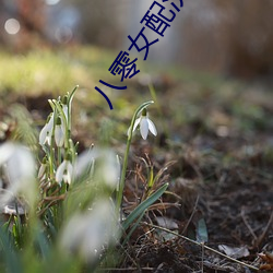 八零女配洗白日常 （程硃之学