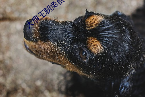 大康王朝免费阅读 （鼷鼠饮河）