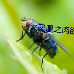 火凤凰之肉欲改编