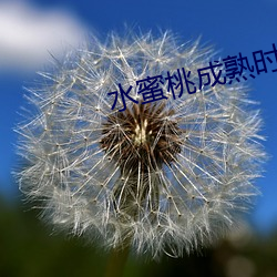 水蜜桃成熟时