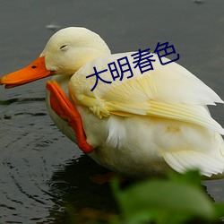 大明春色