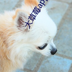 大草莓app下载 （内峻外和）