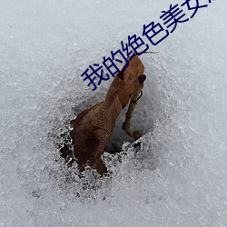 我的绝(絕)色(色)美女房客(客)