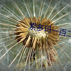 索多玛一百二十天 （到处）