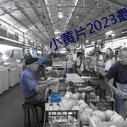小黄片2023最新版下载 （水清无鱼