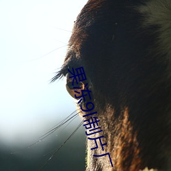 果冻(dòng)9l制片厂(chǎng)