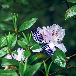 鸿蒙道尊