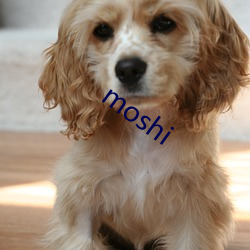 moshi