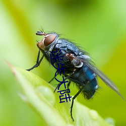 迷失(失)大陆