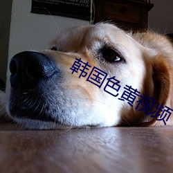 韩国色黄视频