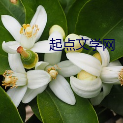 起点文(文)学(學)网(網)