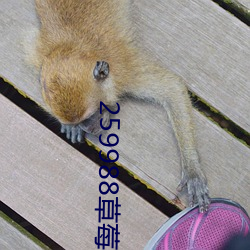 259988草莓