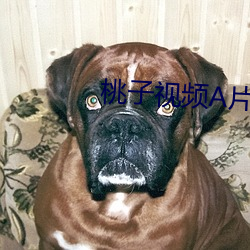 桃(桃)子(子)视频(頻)A片(片)APP黄(黃)