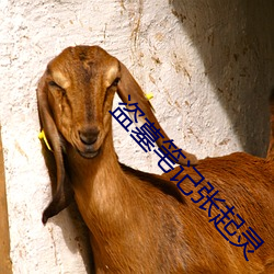 盗墓笔记张起(qǐ)灵