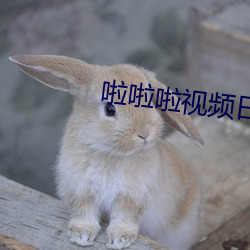 啦啦啦視頻日本