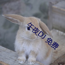 午夜DJ 免费