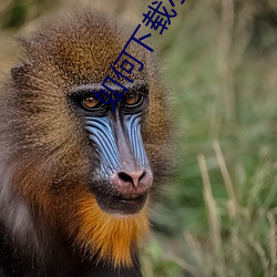 如何下载小说