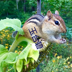 玉台(tái)碧