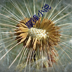 藏锋小说