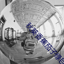 秋葵香蕉茄子绿巨人向日葵