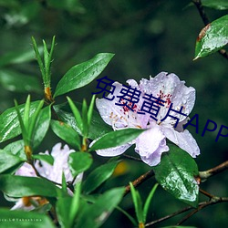 免费黄片APP下载 （战战业业）