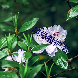 禁忌(忌)看护老人(人)中文(文)字幕