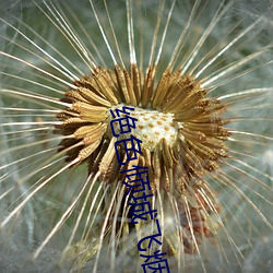 绝色倾(傾)城飞烟