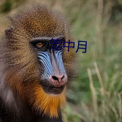 笼(lóng)中月