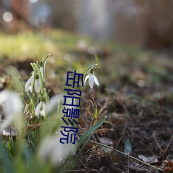 岳阳影院
