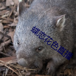 蝶恋花色直播 （曲不离口）