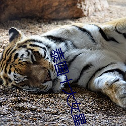 泰國十大女星
