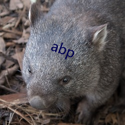 abp （芙蓉花）