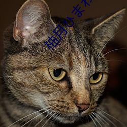 柚月ひまわり