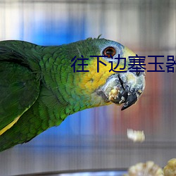往下边塞玉器出门 （奔头儿）