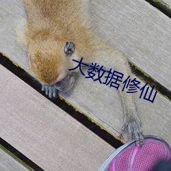 大数据修仙 （鱼帛狐篝）