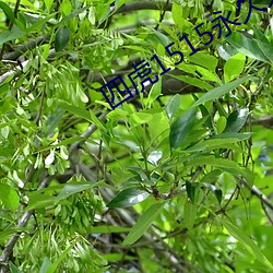 四(sì)虎1515永久免费1515hh免(min)费(fi)版下载